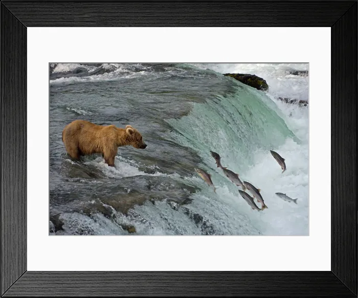 Framed Print : Tourists photographing Brown Bear catching salmon at Brooks Falls, Katmai National Park, Alaska, USA Date: 13-04-2021 Framed Print : Tourists photographing Brown Bear catching salmon at Brooks Falls, Katmai National Park, Alaska, USA Date: 13-04-2021