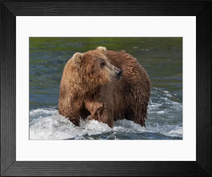 Framed Print : Brown Bear catching salmon at Brooks Falls, Katmai National Park, Alaska, USA Date: 13-04-2021 Framed Print : Brown Bear catching salmon at Brooks Falls, Katmai National Park, Alaska, USA Date: 13-04-2021