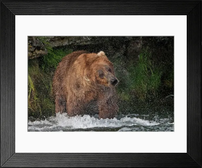 Framed Print : Brown Bear catching salmon at Brooks Falls, Katmai National Park, Alaska, USA Date: 13-04-2021 Framed Print : Brown Bear catching salmon at Brooks Falls, Katmai National Park, Alaska, USA Date: 13-04-2021