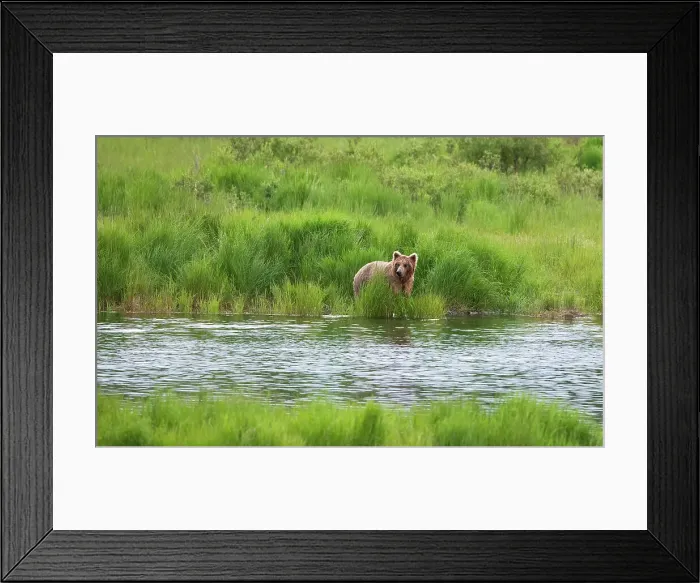 Framed Print : Brown Bear in Brooks River, Katmai National Park, Alaska, USA Date: 13-04-2021 Framed Print : Brown Bear in Brooks River, Katmai National Park, Alaska, USA Date: 13-04-2021