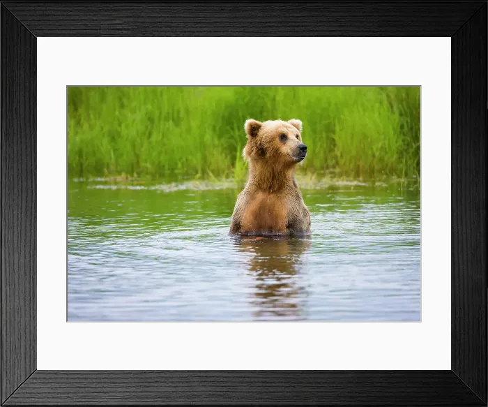 Framed Print : Brown Bear standing on Brooks River, Katmai National Park, Alaska, USA Date: 13-04-2021 Framed Print : Brown Bear standing on Brooks River, Katmai National Park, Alaska, USA Date: 13-04-2021