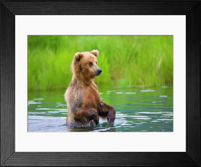Framed Print : Brown Bear standing in Brooks River, Katmai National Park, Alaska, USA Date: 14-07-2012 Framed Print : Brown Bear standing in Brooks River, Katmai National Park, Alaska, USA Date: 14-07-2012