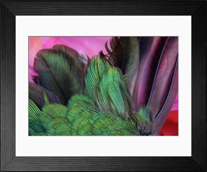 Framed Print : USA, Arizona. Close-up of hummingbird feathers. Date: 02-01-2021