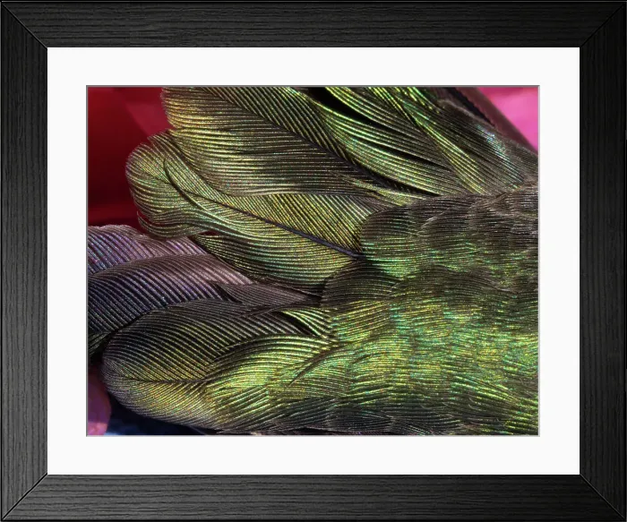 Framed Print : USA, Arizona. Close-up of hummingbird feathers. Date: 02-01-2021 Framed Print : USA, Arizona. Close-up of hummingbird feathers. Date: 02-01-2021