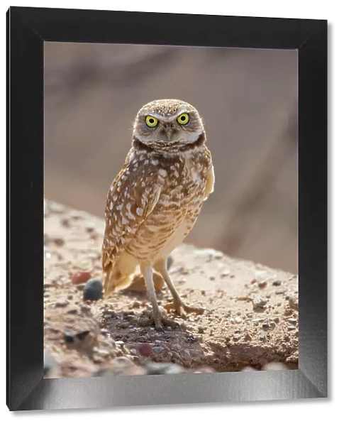 USA, Arizona. Burrowing owl close-up. Date: 04-03-2019