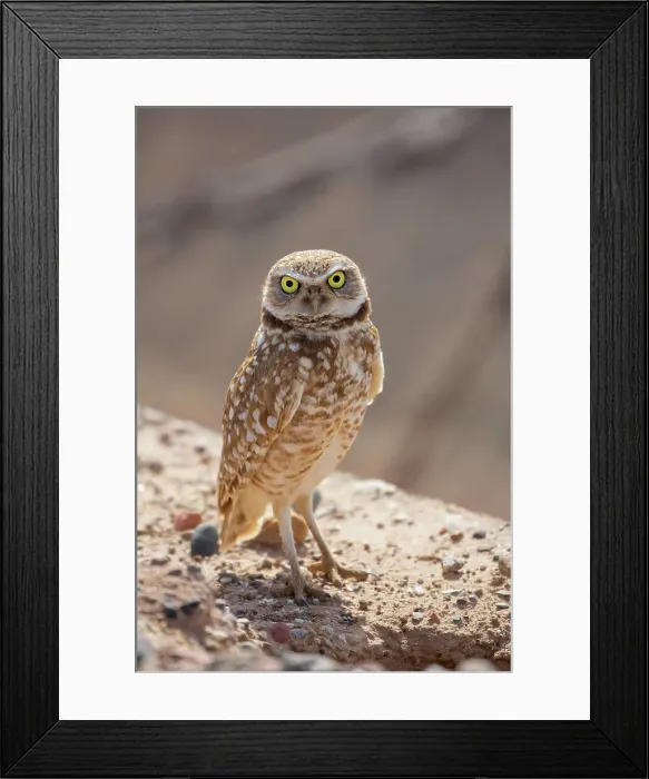 Framed Print : USA, Arizona. Burrowing owl close-up. Date: 04-03-2019