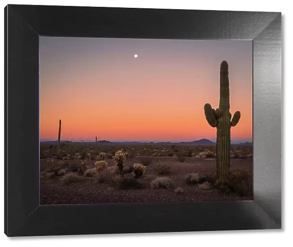 USA, Arizona, Kofa National Wildlife Area. Mountain and desert landscape at sunset. Date: 01-02-2021