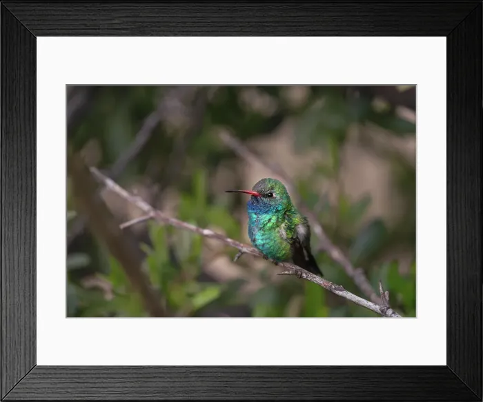 Framed Print : USA, Arizona, Madera Canyon. Broad-billed hummingbird on limb. Date: 26-03-2021 Framed Print : USA, Arizona, Madera Canyon. Broad-billed hummingbird on limb. Date: 26-03-2021