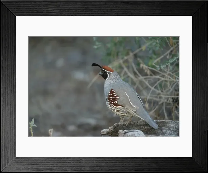 Framed Print : USA, Arizona, Sonoran Desert. Male Gambel's quail close-up. Date: 27-03-2021 Framed Print : USA, Arizona, Sonoran Desert. Male Gambel's quail close-up. Date: 27-03-2021