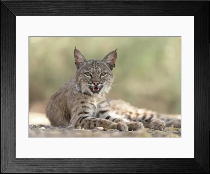 Framed Print : USA, Arizona. Close-up of resting female bobcat. Date: 31-03-2021 Framed Print : USA, Arizona. Close-up of resting female bobcat. Date: 31-03-2021