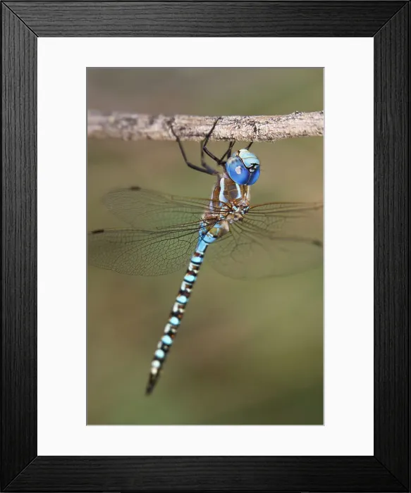 Framed Print : USA, Arizona, Havasu National Wildlife Refuge. Male blue-eyed darner dragonfly on limb. Date: 25-09-2011