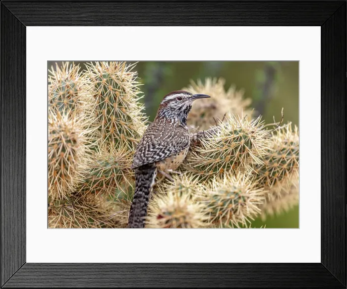 Framed Print : Cactus Wren nest building in teddy bear cholla at the Arizona Sonoran Desert Museum in Tucson, Arizona, USA Date: 08-03-2021 Framed Print : Cactus Wren nest building in teddy bear cholla at the Arizona Sonoran Desert Museum in Tucson, Arizona, USA Date: 08-03-2021