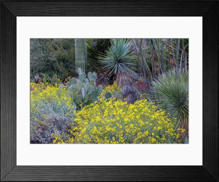 Framed Print : Spring floral desert gardens at the Arizona Sonoran Desert Museum in Tucson, Arizona, USA Date: 08-03-2021 Framed Print : Spring floral desert gardens at the Arizona Sonoran Desert Museum in Tucson, Arizona, USA Date: 08-03-2021