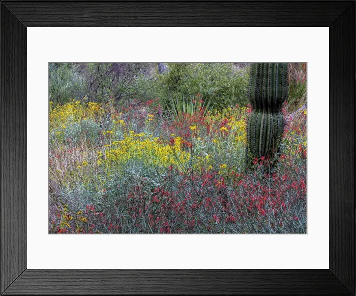 Framed Print : Spring floral desert gardens at the Arizona Sonoran Desert Museum in Tucson, Arizona, USA Date: 08-03-2021 Framed Print : Spring floral desert gardens at the Arizona Sonoran Desert Museum in Tucson, Arizona, USA Date: 08-03-2021