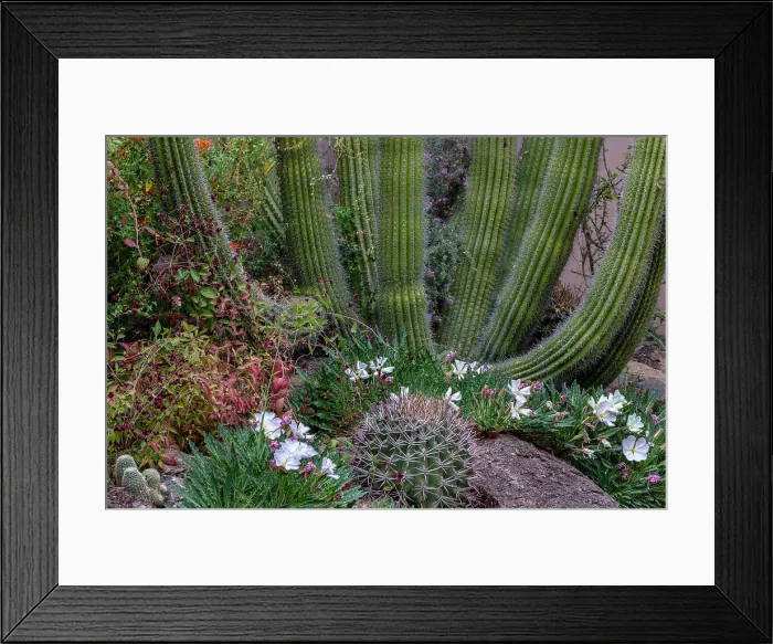 Framed Print : Spring floral desert gardens at the Arizona Sonoran Desert Museum in Tucson, Arizona, USA Date: 08-03-2021 Framed Print : Spring floral desert gardens at the Arizona Sonoran Desert Museum in Tucson, Arizona, USA Date: 08-03-2021