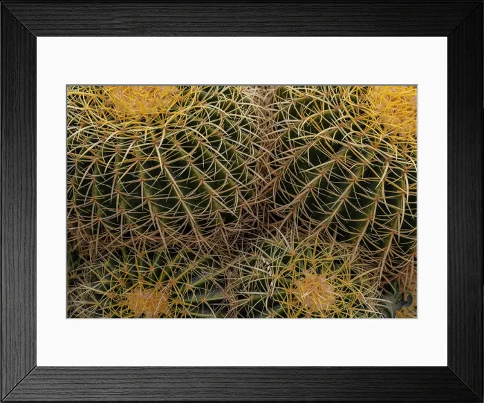 Framed Print : Golden Barrel Cactus at the Arizona Sonoran Desert Museum in Tucson, Arizona, USA Date: 08-03-2021 Framed Print : Golden Barrel Cactus at the Arizona Sonoran Desert Museum in Tucson, Arizona, USA Date: 08-03-2021