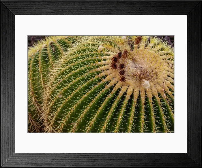 Framed Print : Golden Barrel Cactus at the Arizona Sonoran Desert Museum in Tucson, Arizona, USA Date: 08-03-2021 Framed Print : Golden Barrel Cactus at the Arizona Sonoran Desert Museum in Tucson, Arizona, USA Date: 08-03-2021