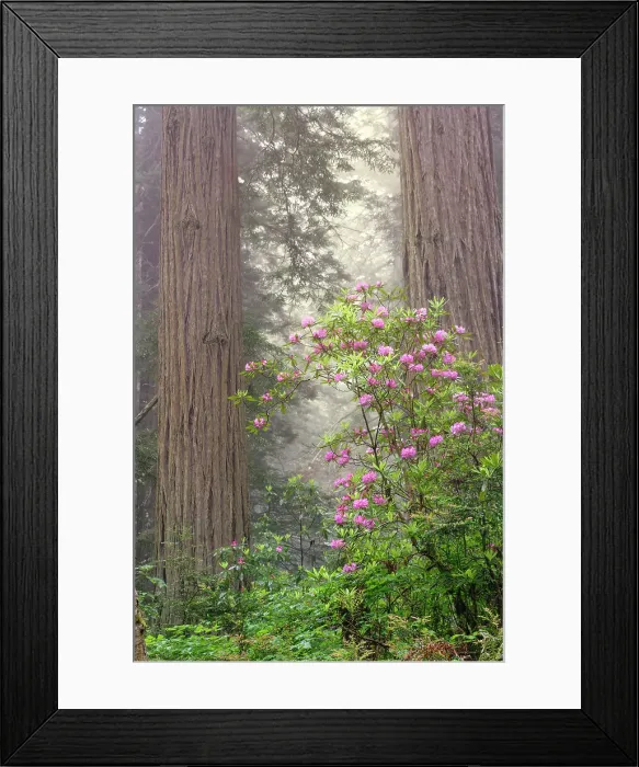 Framed Print : Redwood trees and Pacific Rhododendron in fog, Redwood National Park, California Date: 02-06-2009 Framed Print : Redwood trees and Pacific Rhododendron in fog, Redwood National Park, California Date: 02-06-2009