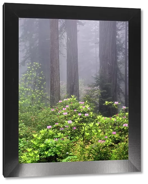 Redwood trees and Pacific Rhododendron in fog, Redwood National Park, California Date: 02-06-2009