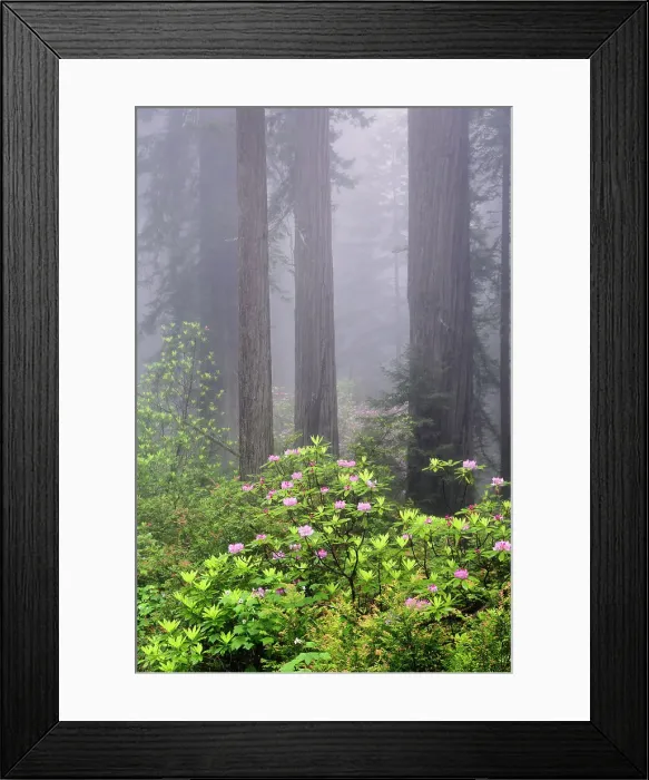 Framed Print : Redwood trees and Pacific Rhododendron in fog, Redwood National Park, California Date: 02-06-2009 Framed Print : Redwood trees and Pacific Rhododendron in fog, Redwood National Park, California Date: 02-06-2009