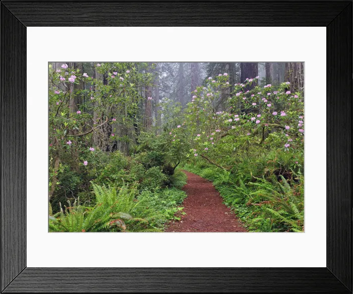 Framed Print : Footpath through Redwood trees and Pacific Rhododendron in fog, Redwood National Park, California, Damnation trail. Date: 25-12-2006 Framed Print : Footpath through Redwood trees and Pacific Rhododendron in fog, Redwood National Park, California, Damnation trail. Date: 25-12-2006