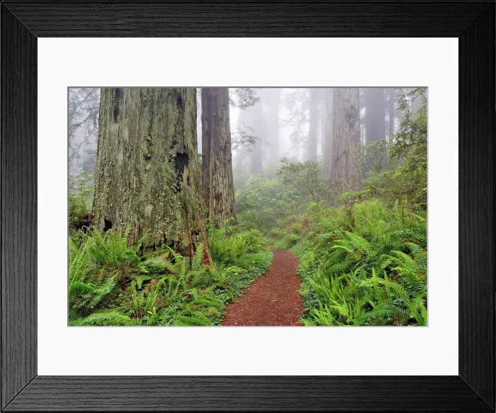 Framed Print : Footpath through Redwood trees and Pacific Rhododendron in fog, Redwood National Park, California, Damnation trail. Date: 25-12-2006 Framed Print : Footpath through Redwood trees and Pacific Rhododendron in fog, Redwood National Park, California, Damnation trail. Date: 25-12-2006