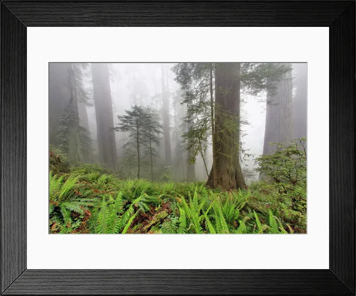 Framed Print : Redwood trees and ferns in fog. Redwood National Park, California Date: 25-12-2006 Framed Print : Redwood trees and ferns in fog. Redwood National Park, California Date: 25-12-2006
