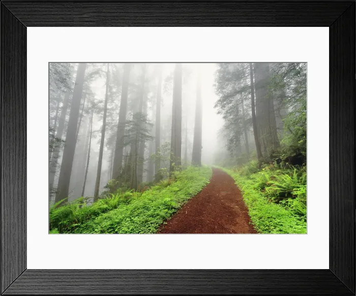 Framed Print : Footpath through Redwood trees in fog. Redwood National Park, California Date: 02-06-2009 Framed Print : Footpath through Redwood trees in fog. Redwood National Park, California Date: 02-06-2009