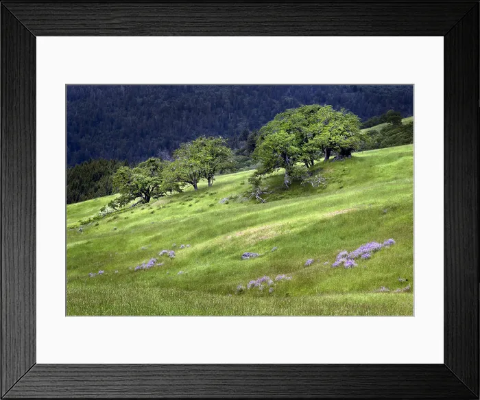 Framed Print : Grasses and trees, Dolason Prairie just off Bald Hills Road, California Date: 02-06-2009 Framed Print : Grasses and trees, Dolason Prairie just off Bald Hills Road, California Date: 02-06-2009