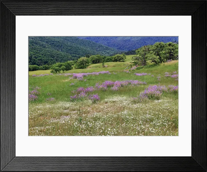 Framed Print : Lupine flowers on hillside, Dolason Prairie, California Date: 25-12-2006 Framed Print : Lupine flowers on hillside, Dolason Prairie, California Date: 25-12-2006