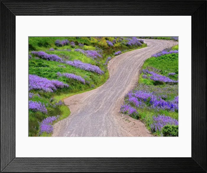 Framed Print : Bald Hills Road through lupine flowers, California Date: 02-06-2009 Framed Print : Bald Hills Road through lupine flowers, California Date: 02-06-2009