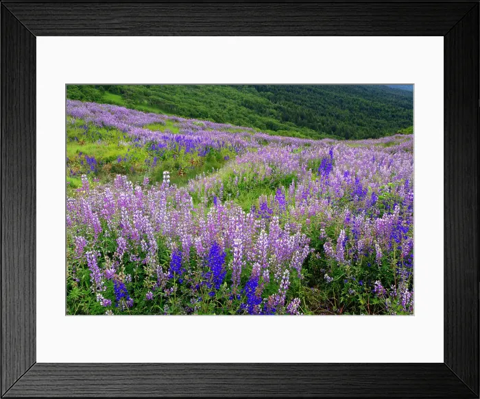 Framed Print : Lupine flowers on hillside, Dolason Prairie, California Date: 02-06-2009 Framed Print : Lupine flowers on hillside, Dolason Prairie, California Date: 02-06-2009