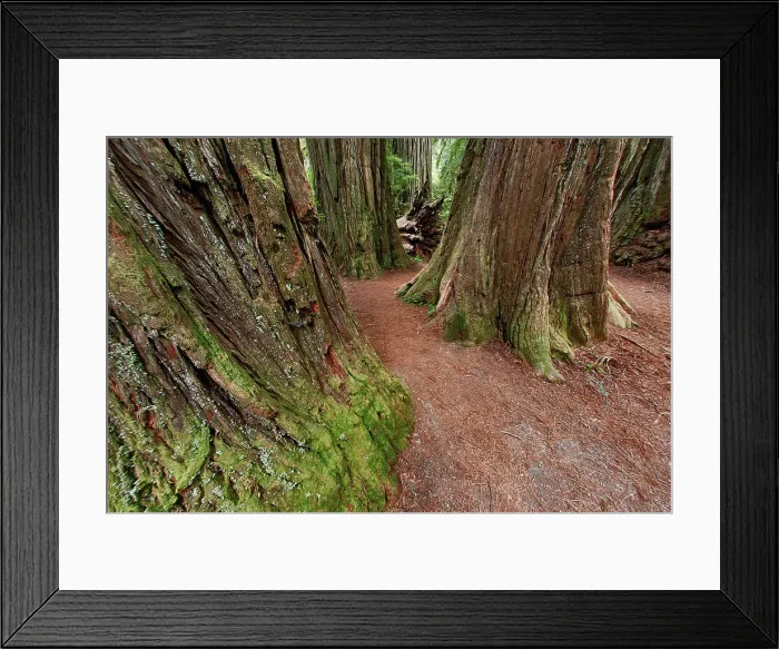 Framed Print : Pathway through redwood trees. Redwood National Park, California Date: 25-12-2006 Framed Print : Pathway through redwood trees. Redwood National Park, California Date: 25-12-2006