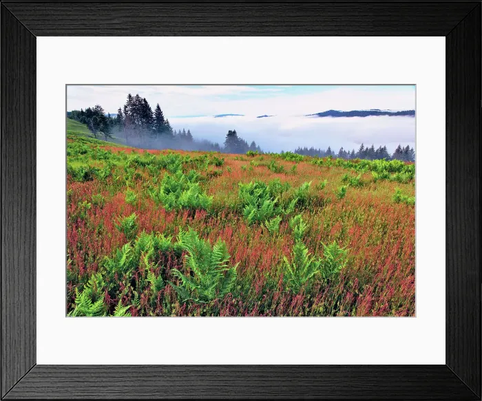Framed Print : Foggy view of grasses and ferns, Dolason Prairie Date: 25-12-2006 Framed Print : Foggy view of grasses and ferns, Dolason Prairie Date: 25-12-2006