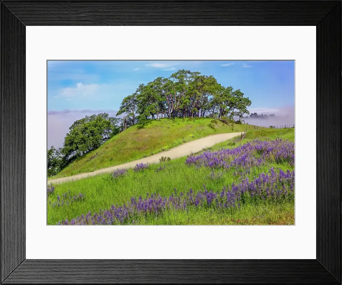 Framed Print : Lupine flowers, Bald Hills Road, California Date: 03-06-2009 Framed Print : Lupine flowers, Bald Hills Road, California Date: 03-06-2009