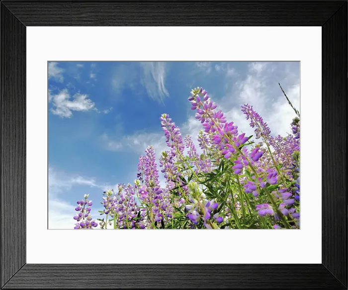 Framed Print : Low angle view of Lupine flowers, Bald Hills Road, California Date: 03-06-2009 Framed Print : Low angle view of Lupine flowers, Bald Hills Road, California Date: 03-06-2009