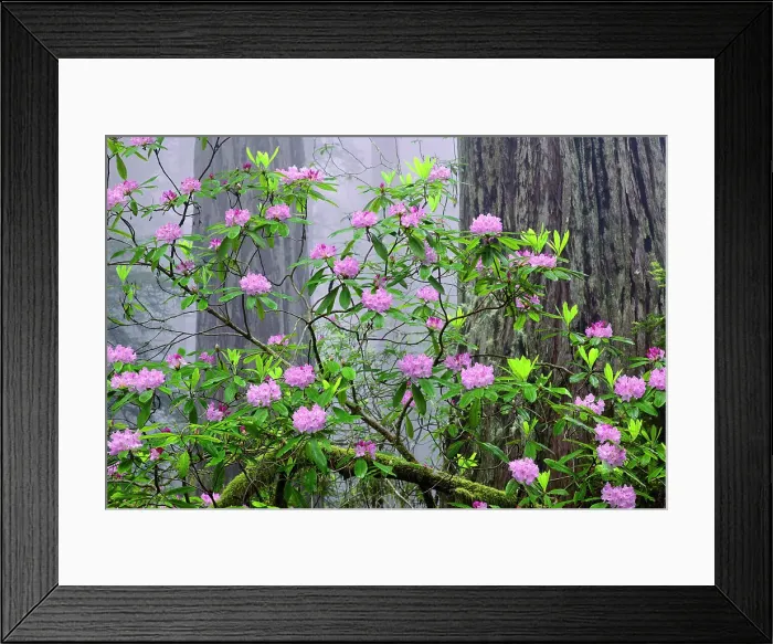 Framed Print : Pacific Rhododendron in foggy redwood forest, Redwood National Park. Date: 03-06-2009 Framed Print : Pacific Rhododendron in foggy redwood forest, Redwood National Park. Date: 03-06-2009