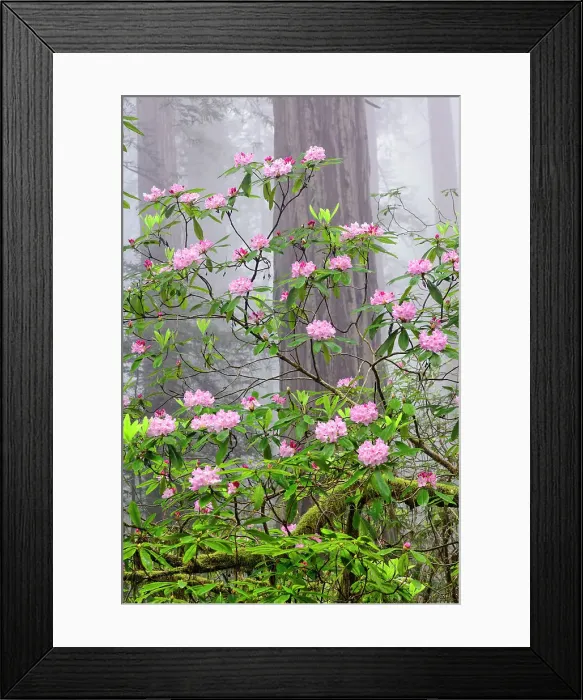 Framed Print : Pacific Rhododendron in foggy redwood forest, Redwood National Park. Date: 03-06-2009 Framed Print : Pacific Rhododendron in foggy redwood forest, Redwood National Park. Date: 03-06-2009