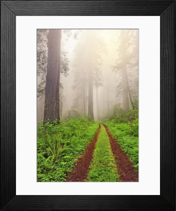 Framed Print : Old roadway through foggy redwood forest, Redwood National Park, California Date: 03-06-2009 Framed Print : Old roadway through foggy redwood forest, Redwood National Park, California Date: 03-06-2009