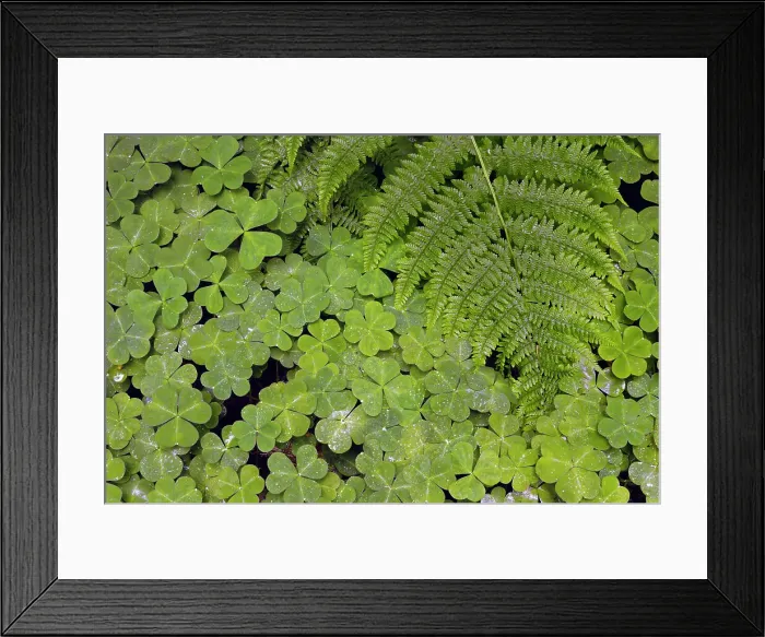Framed Print : Pattern in wood Sorrel. Redwood National Park, California Date: 03-06-2009