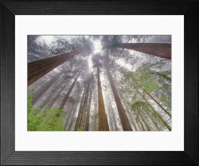 Framed Print : Fisheye view skyward in redwood forest, Redwood National Park, Tree, Redwood. Date: 05-06-2009 Framed Print : Fisheye view skyward in redwood forest, Redwood National Park, Tree, Redwood. Date: 05-06-2009