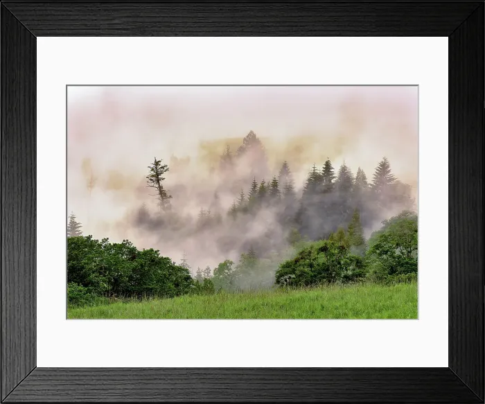 Framed Print : Hillside of evergreen trees among fog, Bald Hills Road, California Date: 05-06-2009 Framed Print : Hillside of evergreen trees among fog, Bald Hills Road, California Date: 05-06-2009