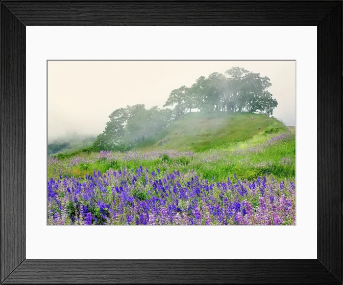Framed Print : Purple and blue lupine flowers and tree in fog, Bald Hills Road, California Date: 05-06-2009 Framed Print : Purple and blue lupine flowers and tree in fog, Bald Hills Road, California Date: 05-06-2009