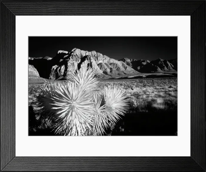 Framed Print : Joshua tree, Mojave Desert, California Date: 12-01-2005 Framed Print : Joshua tree, Mojave Desert, California Date: 12-01-2005