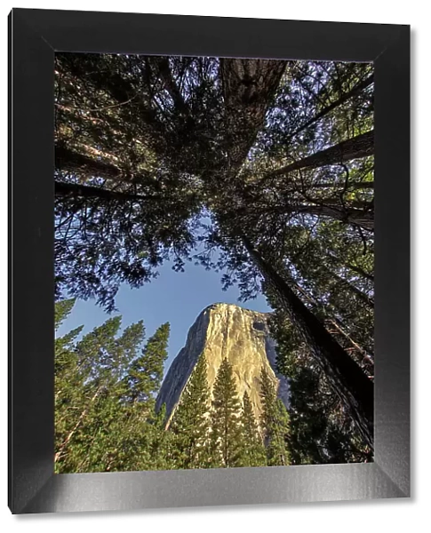 El Capitan through pine trees, Yosemite National Park, California Date: 26-07-2011