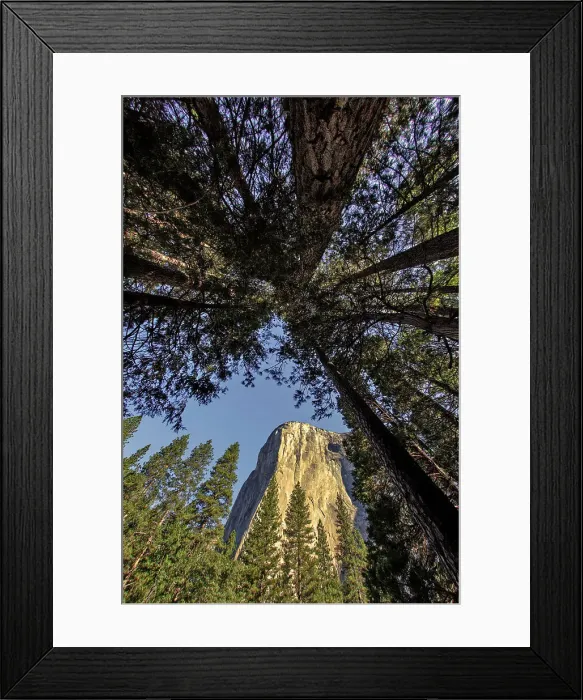 Framed Print : El Capitan through pine trees, Yosemite National Park, California Date: 26-07-2011 Framed Print : El Capitan through pine trees, Yosemite National Park, California Date: 26-07-2011