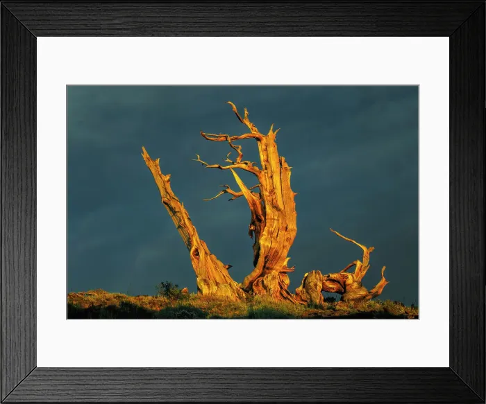 Framed Print : Bristlecone pine at sunset, White Mountains, Inyo National Forest, California Date: 28-07-2011 Framed Print : Bristlecone pine at sunset, White Mountains, Inyo National Forest, California Date: 28-07-2011