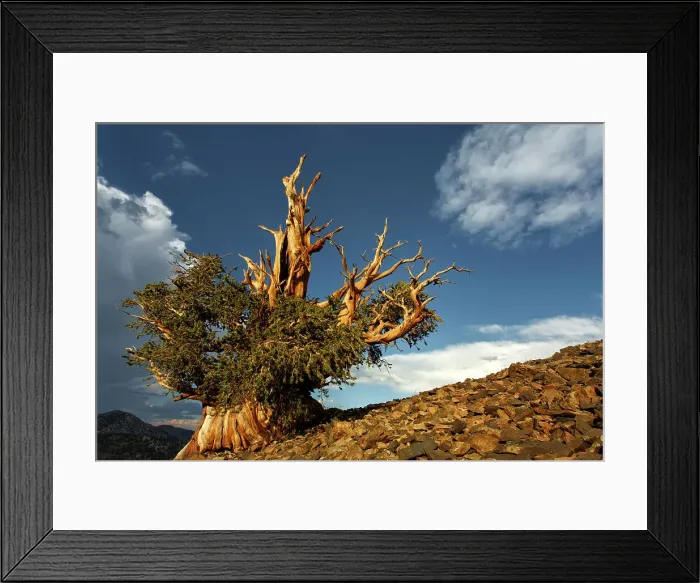 Framed Print : Bristlecone pine at sunset, White Mountains, Inyo National Forest, California Date: 28-07-2011 Framed Print : Bristlecone pine at sunset, White Mountains, Inyo National Forest, California Date: 28-07-2011