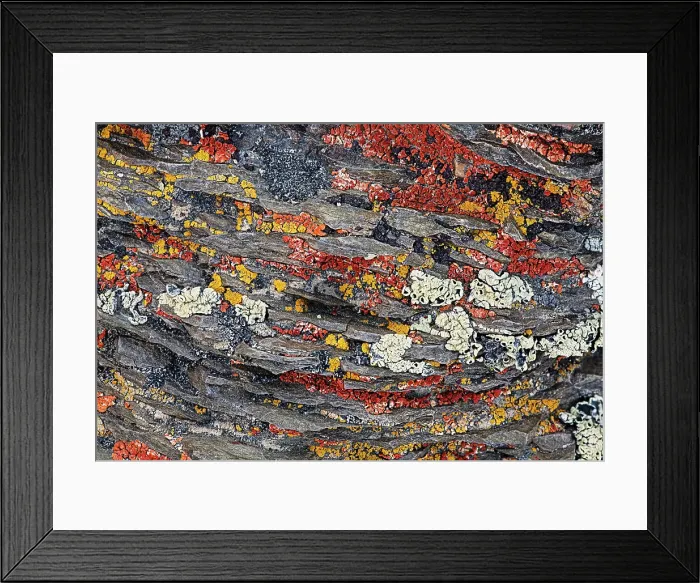 Framed Print : Colorful red and yellow lichens on rocks, eastern Sierra Range, California Date: 28-07-2011 Framed Print : Colorful red and yellow lichens on rocks, eastern Sierra Range, California Date: 28-07-2011