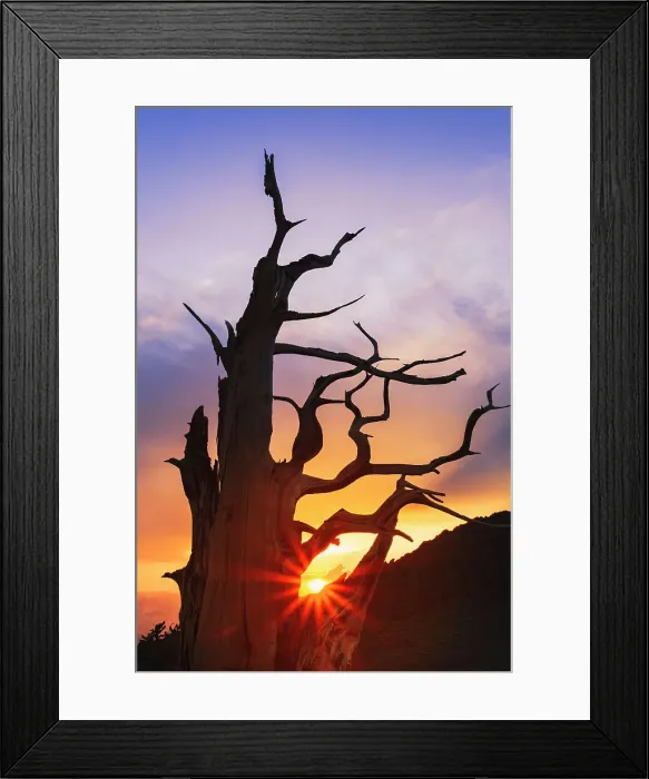Framed Print : Bristlecone pine silhouetted at sunset, White Mountains, Inyo National Forest, California Date: 28-07-2011 Framed Print : Bristlecone pine silhouetted at sunset, White Mountains, Inyo National Forest, California Date: 28-07-2011